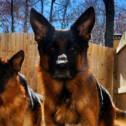 Enosh - Black and red German Shepherd puppy in Clifton, Virginia from Von Haus Wisen Baker German Shepherds