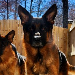 Enosh - Black and red German Shepherd puppy in Clifton, Virginia from Von Haus Wisen Baker German Shepherds