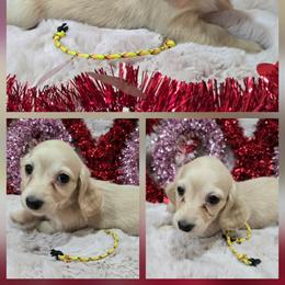 Willow yellow girl - Cream female Dachshund puppy in Ashford, Alabama from Precious Little Lap Babies