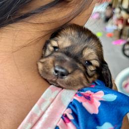 Teddy - Red male Dachshund puppy in Cinebar, Washington from Pure Joy Labradors and Mini Dachshunds