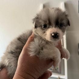 Whiskey - Blue merle female Australian Shepherd puppy in Weeki Wachee, Florida from Ace of Spades Australian Shepherds