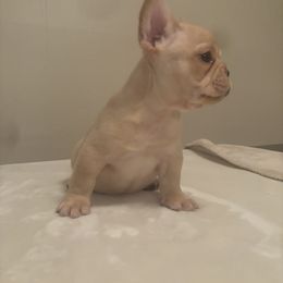 French Bulldog Puppies from Millers kennel