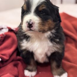Mater - Black rust and white male Bernese Mountain Dog puppy in Enterprise, Utah from High Desert Bernese