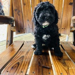 Goldendoodle Puppies from Magnolia Mini Goldendoodles