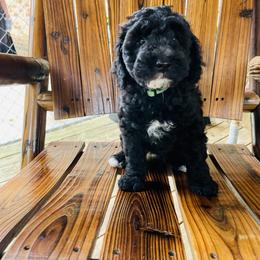 Goldendoodle Puppies from Magnolia Mini Goldendoodles