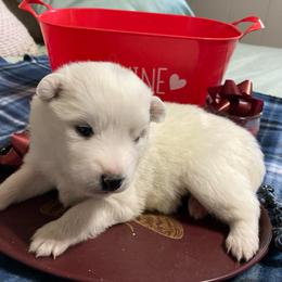 Riley - White female American Eskimo Dog puppy in Westwego, Louisiana from Connie's American Eskimo Dogs and Mini Australian Shepherd Dogs