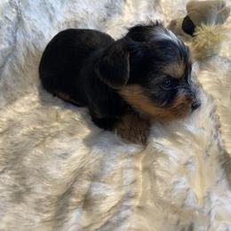 Blaze - Black and tan male Yorkshire Terrier puppy in Bennettsville, South Carolina from Cottonwood Maltese