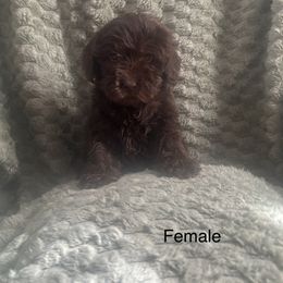 Bella - Chocolate Australian Labradoodle puppy in Morristown, New Jersey from English Manor Labradoodles