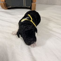 Vixen - Parti female Poodle puppy in Luana, Iowa from Country View Bernedoodles and Goldendoodles