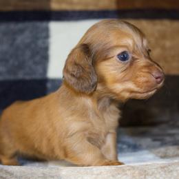 Jolene - Red female Dachshund puppy in Midland, Texas from The Barefield Doxies