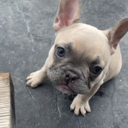 French Bulldog Puppies from Blue Lotus Frenchies