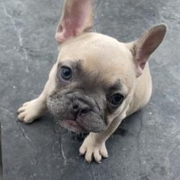 French Bulldog Puppies from Blue Lotus Frenchies