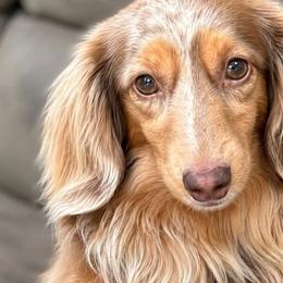 Frankie - Dachshund
