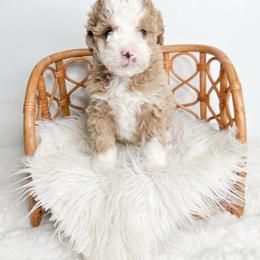 Mr. Burns - Red male Bernedoodle puppy in Otisville, Michigan from Danie’s Darling Doodles LLC