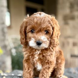 Alder (Blue) Has his own genetic test already done - Red  male Goldendoodle puppy in St. George, Utah from Dashing Doodle Pups