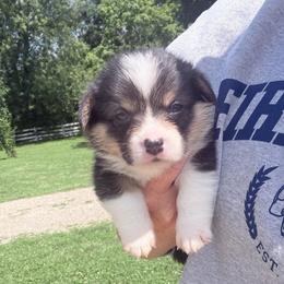Red - Black and tan male Pembroke Welsh Corgi puppy in Saint Paris, Ohio from Lee Farm