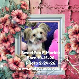 Sweet Pea - female Morkie puppy in Silverhill, Alabama from Malteseuluv’s Tiny Treasurers