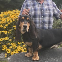Huxley - Basset Hound