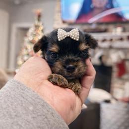Trixie 3000 - Black and tan female Yorkshire Terrier puppy in Midland, Texas from Southern Yorkie Pies