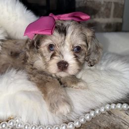 June - Merle female Cavapoo puppy in Fayetteville, Arkansas from Silver Hill Farm