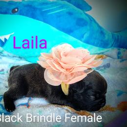 French Bulldog Puppies from Great White French Bulldogs