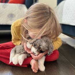 Aussiedoodle, Bernedoodle, Goldendoodle, and Poodle Puppies from Teddy Doodles & Standard Poodles