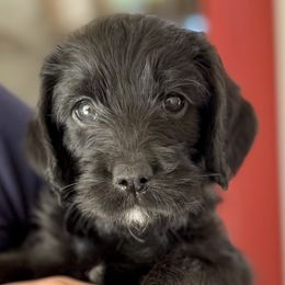 Olive - Black female Australian Labradoodle puppy in Concord, California from Golden State Good Dogs