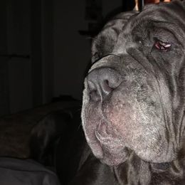 Neapolitan Mastiffs from Morrison Milestone