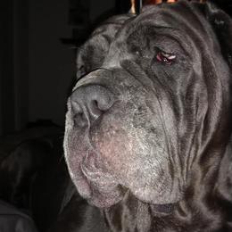 Neapolitan Mastiffs from Morrison Milestone