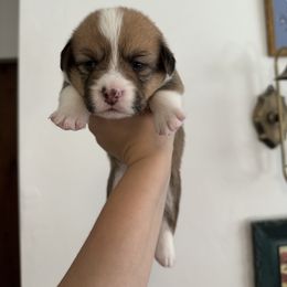 Girl 2 - Pembroke Welsh Corgi puppy in Cheshire, Oregon from Corgi Pie