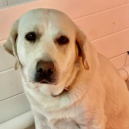 Addy - Labrador Retriever