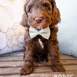 Australian Labradoodle Puppies from Foothills Doodles