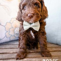 Australian Labradoodle Puppies from Foothills Doodles