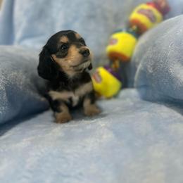 Poppy - Black and cream female Dachshund puppy in Kissimmee, Florida from Dazzling Frenchies and Doxies
