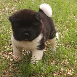 Akita Puppies from Folklore Akitas