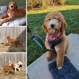 Poodle Puppies from Derby Family Poodle