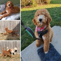 Poodle Puppies from Derby Family Poodle