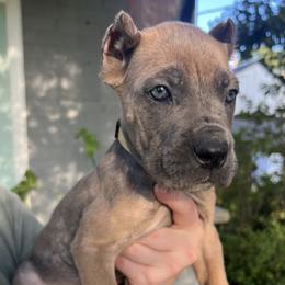Yellow Collar - Gray and fawn female Cane Corso puppy in Kingsport, Tennessee from Gray Cane Corsos