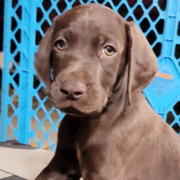 Smokey - Liver German Shorthaired Pointer puppy in Banning, California from ⭐🦆 So Cal on Point GSP'S🇺🇲🇩🇪 lg