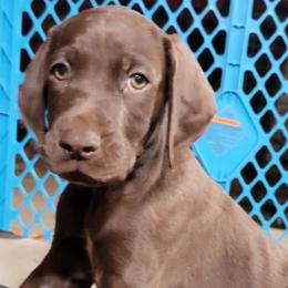Smokey - Liver German Shorthaired Pointer puppy in Banning, California from ⭐🦆 So Cal on Point GSP'S🇺🇲🇩🇪 lg