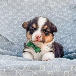 Norman - Black and tan male Pembroke Welsh Corgi puppy in Oak City, Utah from Shells’ Corgis