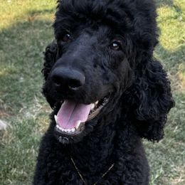Mercedes - Poodle