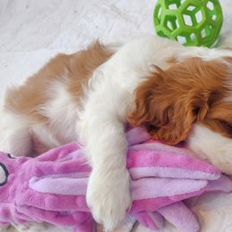 Cavalier King Charles Spaniel Puppies from Angels and Nobility Cavaliers