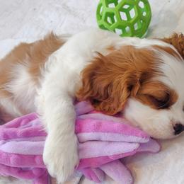 Cavalier King Charles Spaniel Puppies from Angels and Nobility Cavaliers