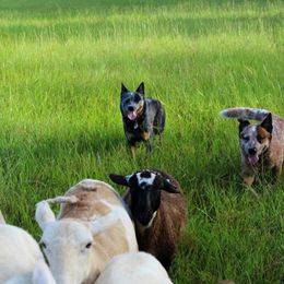 Australian Cattle Dogs from Outline Australian Cattle Dogs