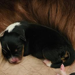 Onyx - Black tri-color female Australian Shepherd puppy in Athens, Tennessee from Mimi's Aussie