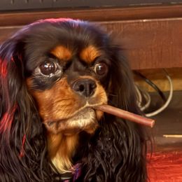 Cavalier King Charles Spaniels from Royal Country Cavaliers of Missouri