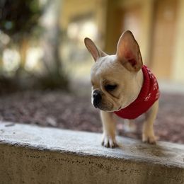 French Bulldog and Labrador Retriever Puppies from Desiree Ortiz's French Bull Dogs and Labrador Retrievers