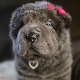 Blossom - Blue female Chinese Shar-Pei puppy in Rome, Pennsylvania from Maynard Hills Chinese Sharpeis