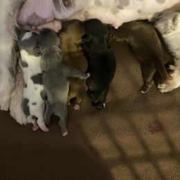 Shih Tzu Puppies from LaDawn’s Little Lions